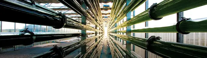 Series of glass tubes in an industrial photobioreactor